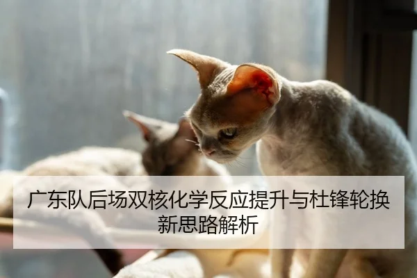 广东队后场双核化学反应提升与杜锋轮换新思路解析